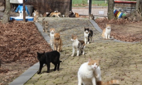 Kedileri yemeğe Mozart'la davet ediyorlar