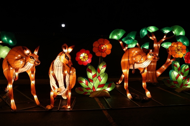 ABD’de “Çin” temalı ışık şovu renkli görüntüler oluşturdu