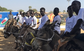 Senegalli çocuklar inatçı eşeklerini yarıştırdı
