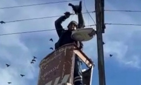 Yüksek gerilim tellerine takılan güvercin kurtarıldı