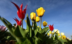 Konya'nın laleleri yurdun dört köşesinde