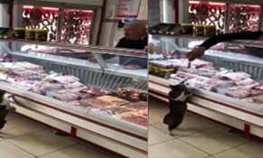 Kasap sordu, kedi miyavlayarak cevap verdi