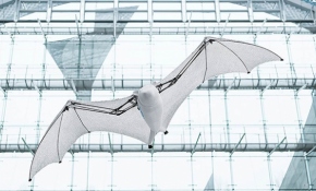 Biyonik uçan tilki yeteneklerini sergiledi