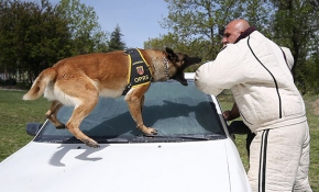 Terörle mücadelenin mayın ve EYP köpeklerine özel eğitim