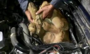 Otomobilin motorunda iki canlı dana ele geçirildi