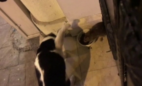Korkusuz fare kedi maması için kediye kafa tuttu