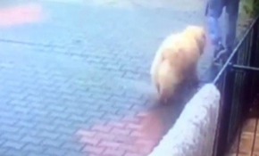 Bahçedeki köpeği önce sevdiler sonra çaldılar