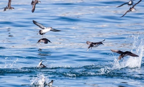 Balıkçılara yelkovan kuşu uyarısı