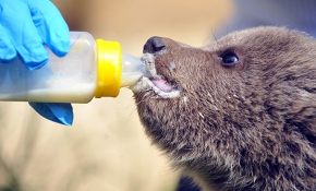 Yavru ayılar, kefir, bal ve bebek mamasıyla besleniyor