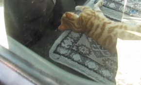 Sahibinin peşinden süt kamyonuna binen kedi, kendini araca kilitledi