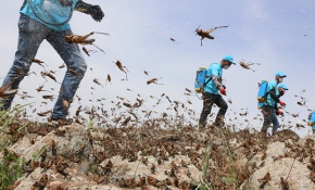 Şanlıurfa’da çekirge istilası