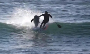 Öfkeli yunus sörf tutkununu böyle devirdi