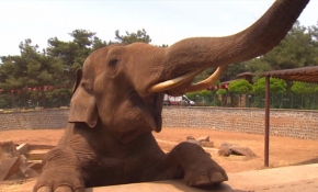 Dünyanın ilk tüp bebek fili Gabi 13 yaşında