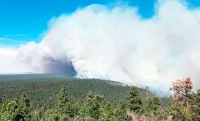 Arizona'da orman yangını