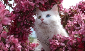 Suya düşkünlüğüyle bilinen Van kedileri için özel havuz tasarlandı