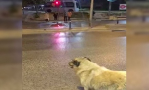 Sokak köpeğinden kırmızı ışık dersi