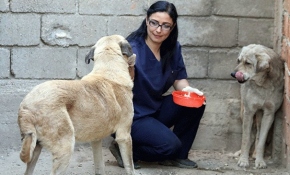 Ölümü bekleyen köpekleri hayata bağladı