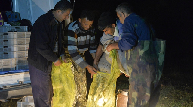 Kayseri'de 5 ayda 26 bin 300 kilo kurbağa yakalandı