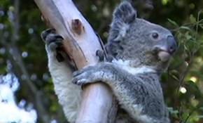 Koala nüfusunu korumak için 45 milyon dolar harcanacak
