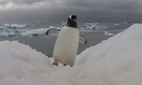 Sakar penguenlerin GoPro mücadelesi