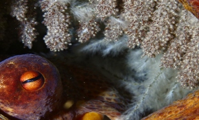 Denizlerin fedakar anneleri: Ahtapotlar