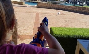 Martıları su tabancasıyla uzaklaştırıyorlar