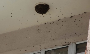 Oğul veren arılar balkonu sardı