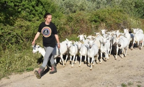 Yıllarca şehir hayatı yaşayan Elif Sarıkaya, köyde keçi güdüyor