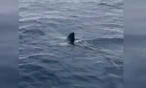 Dünyanın en hızlı köpek balığı Ege kıyılarında görüldü