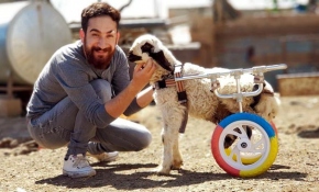 'Hayat tamircisi' bu kez felçli kuzuya yürüteç yaptı