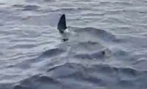 Bodrum'da dev köpek balığı görüntülendi