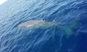 Nesli tehlike altında olan balina Fethiye'de kameralara takıldı