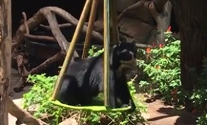 Yavru ayının salıncak keyfi