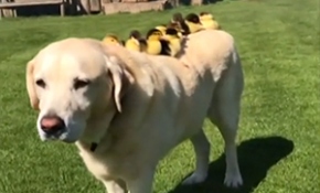 İngiltere'de bir köpek 9 ördeği sahiplendi