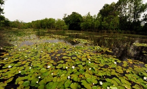 Türkiye'nin en büyük longozu ziyaretçilerini bekliyor