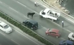 Limandan kaçan sığır trafiği birbirine kattı