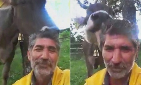 Merada otururken ineği saçlarını yaladı