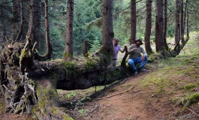 1 gövdede 18 ağaç