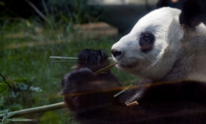 Meksikalı pandalar, yaş rekoru kırıyor