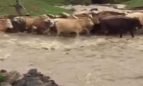 Kars'ta sağanak taşkınlara neden oldu