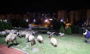 Kaçan koyunlar parkta otlarken bulundu