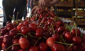Bilecik'te "açık artırma" ile kiraz satışı