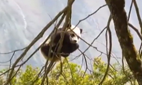 Pandayı yerde ararken gökte buldular