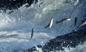 8. Uluslararası İnci Kefali Göçü Kültür ve Sanat Festivali başlıyor