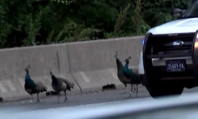 Hayvanat bahçesinden kaçan tavus kuşları trafiği birbirine kattı