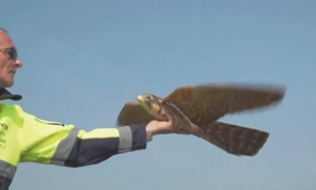 Uçuş güvenliği robot kuşlara emanet