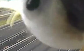 Hız kontrol kamerasında sürpriz misafir