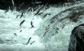 Van Gölü'nde mucizevi göç