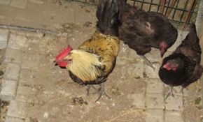 Telefonla konuşurken horozun saldırısına uğradı