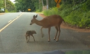 Yol ortasında uzanan yavrunun imdadına annesi yetişti